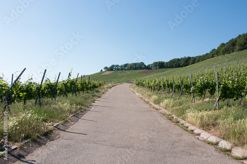 Weinberge