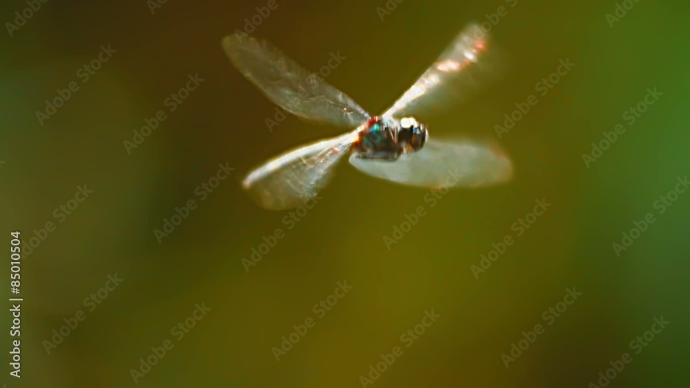 Close up view of dragonfly insect in wildlife nature. Slow motion fly 