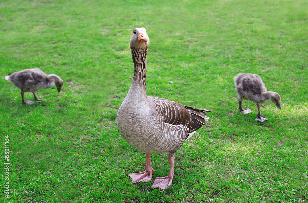 Gray goose mother with young goslings walking on the grass in su Gray goose mother with young goslings walking on the grass in su
