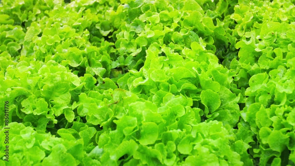 Dolly shot of field with green vegetables. Lettuce salad produce Dolly shot of field with green vegetables. Lettuce salad produce