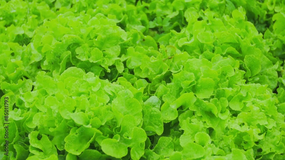 Green lettuce salad bed. Organic farm cultivation Green lettuce salad bed. Organic farm cultivation