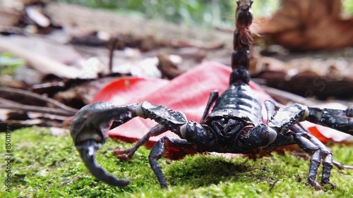 Giant forest scorpion Heterometrus laoticus in wildlife environment. Asian jungle  photo