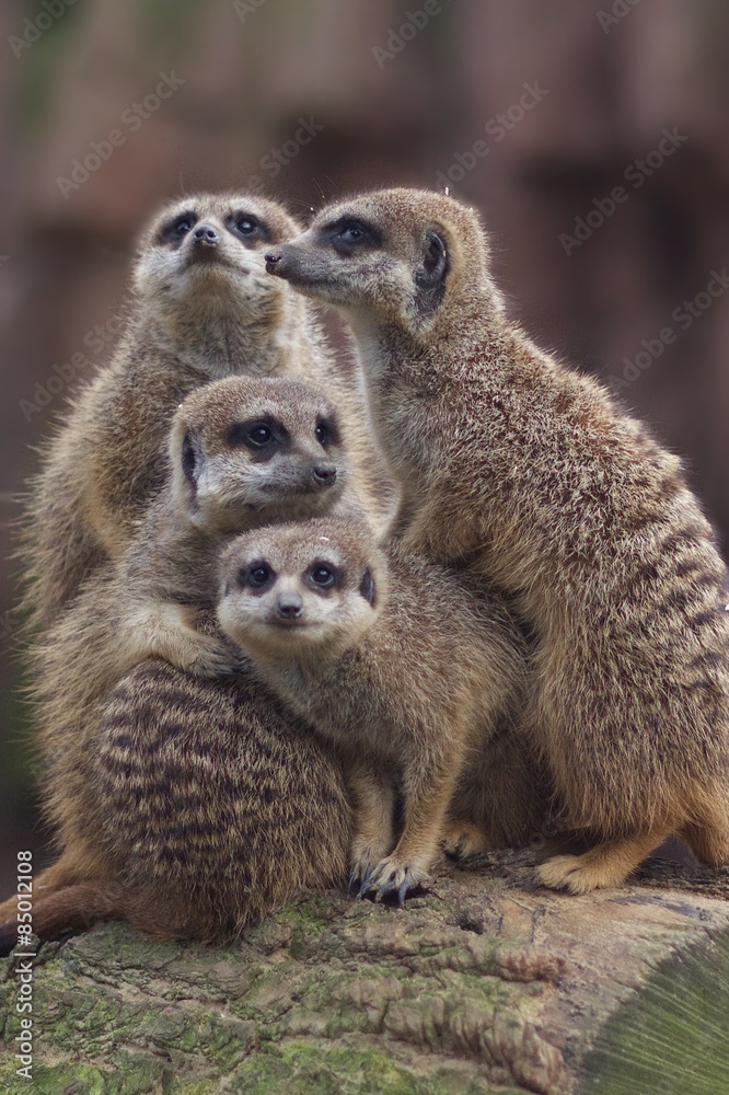 Fototapeta premium Meerkat Group Hug