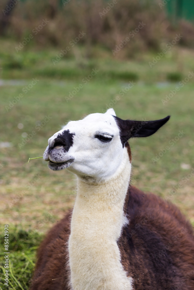 Obraz premium Lama