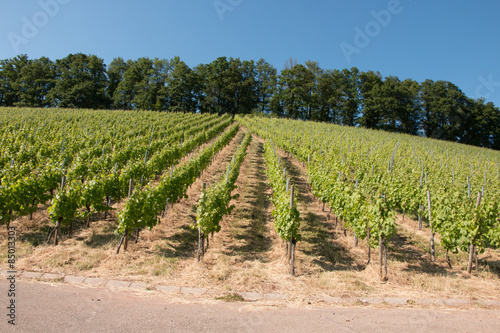 Weinberge