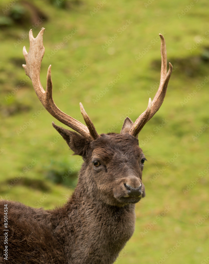 Fallow Deer Antliers