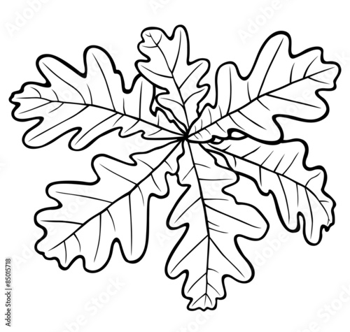 Rosette oak leaves