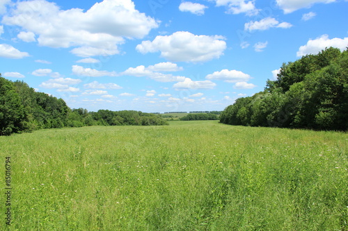 a field overgrown with grass, trees and sky