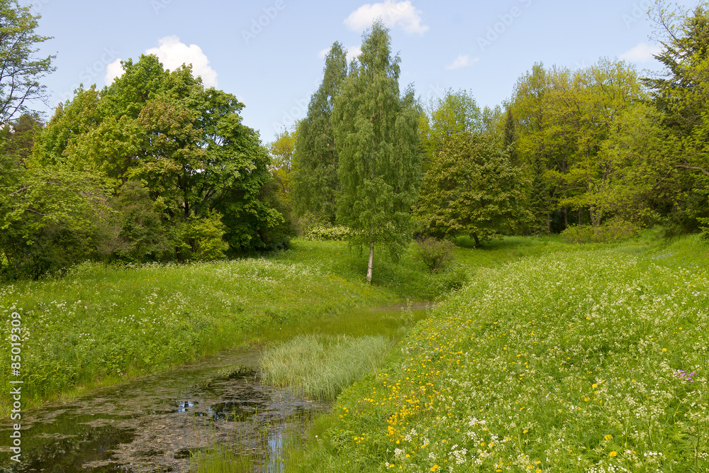 overgrown forest pond on a sunny summer day