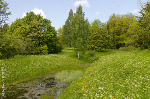 overgrown forest pond on a sunny summer day