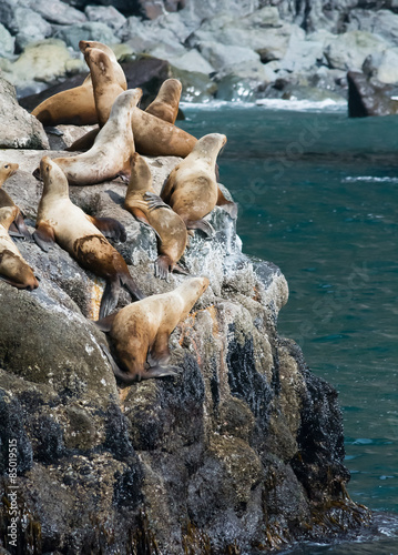 Sea lions on rocks