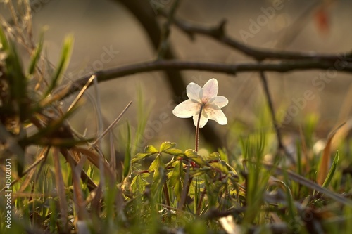 Buschwindröschen (Anemone nemorosa) im Abendlicht photo