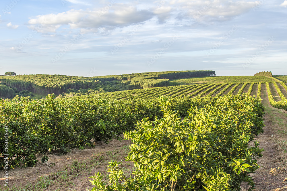 View of orange crop farm, Brazil.