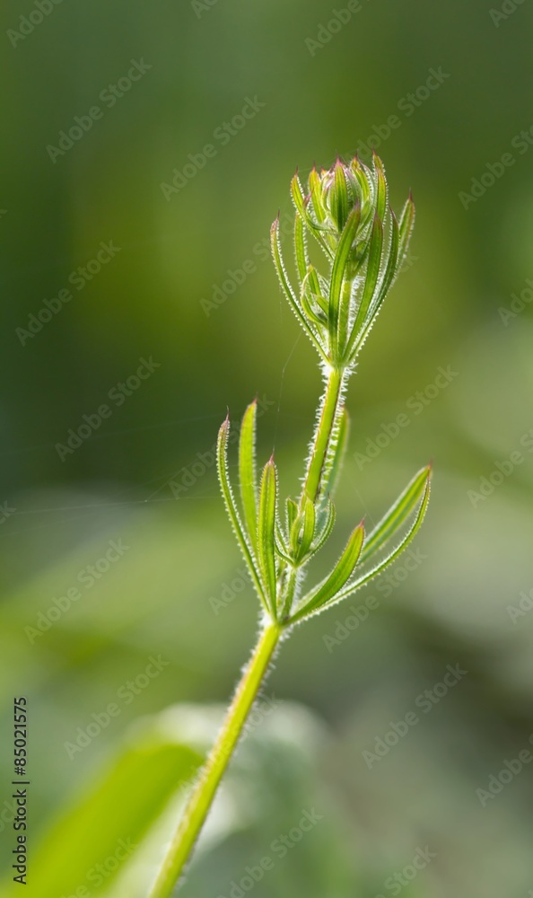 Kletten-Labkraut / Galium Aparine Kletten-Labkraut / Galium Aparine