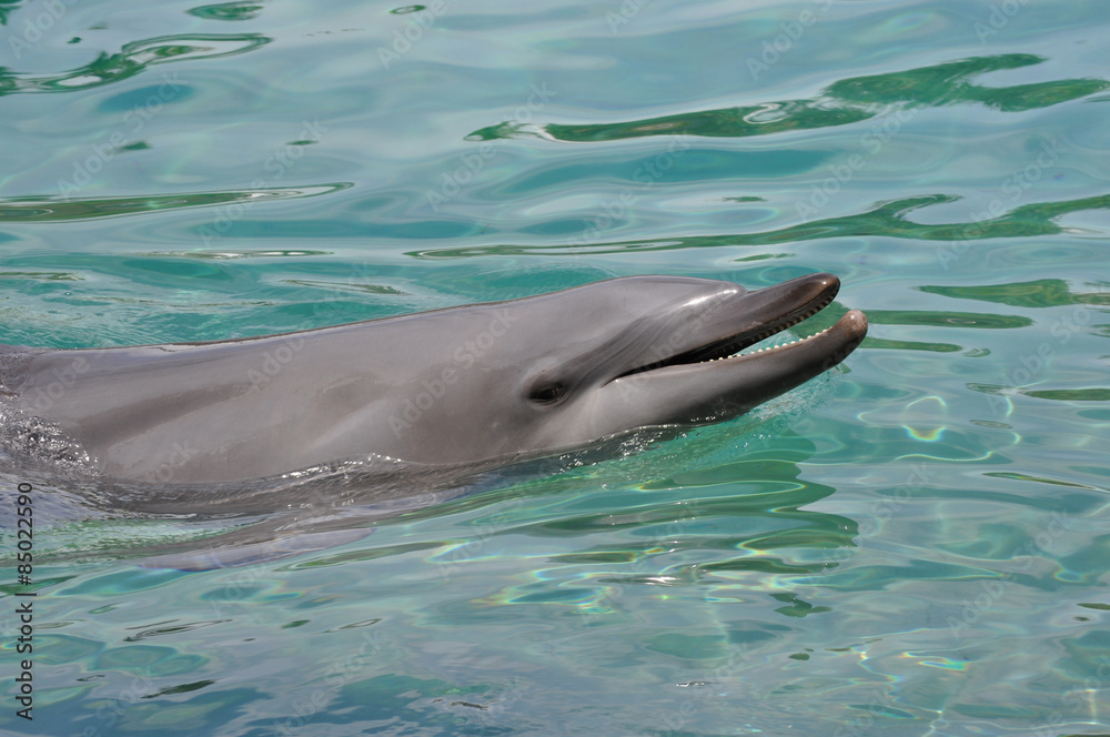 Naklejka premium Dolphin smiling
