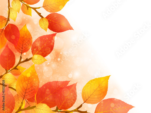 もみじ　紅葉　背景