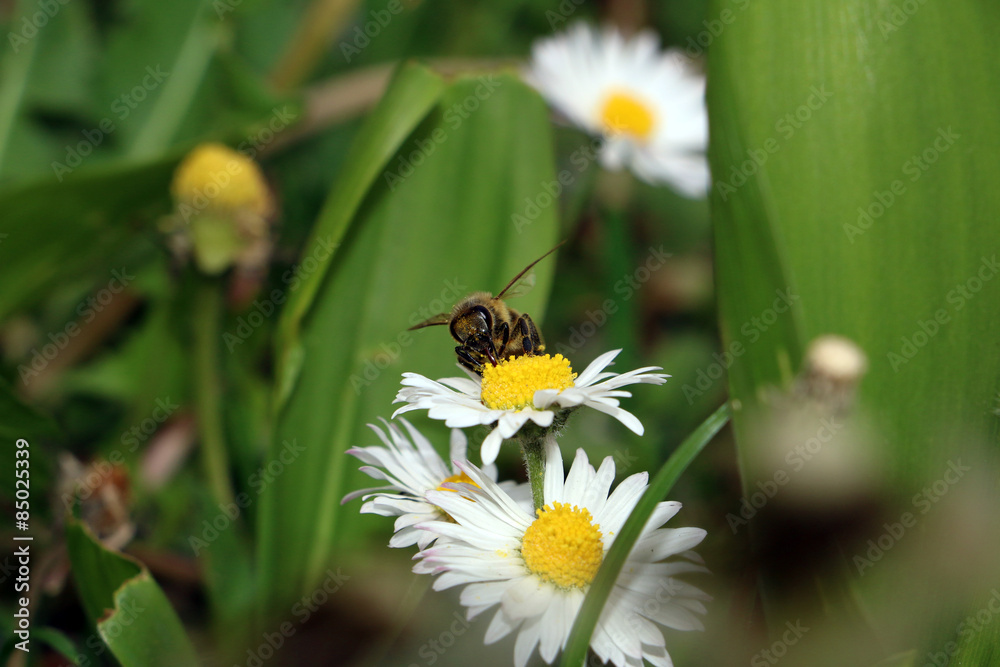 Bee is taking pollen from flower Bellis perenis Bee is taking pollen from flower Bellis perenis