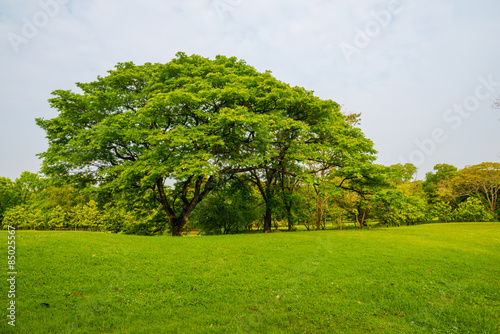 Beautiful green park and meadow