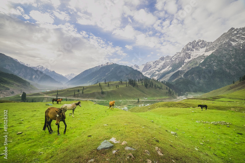 Grazing Horse in the mountains