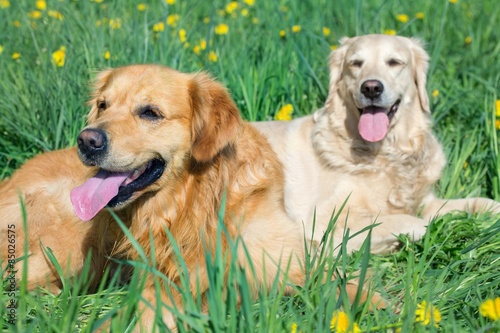 Two lovely dogs on a green field