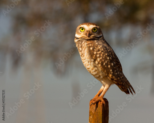 Fotografi owl observer