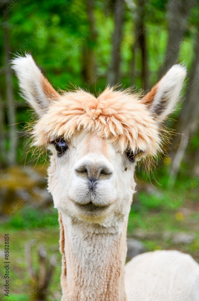 Alpaca face close-up