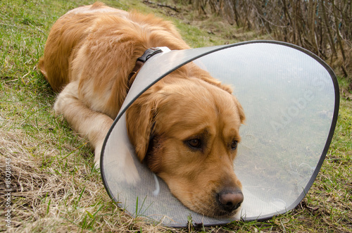 Dog (golden retriever) using funnel collar because of irritating skin condition 