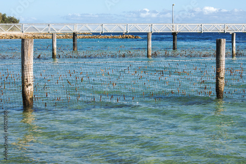 Shark Net in North Stradbroke Island, Queensland.