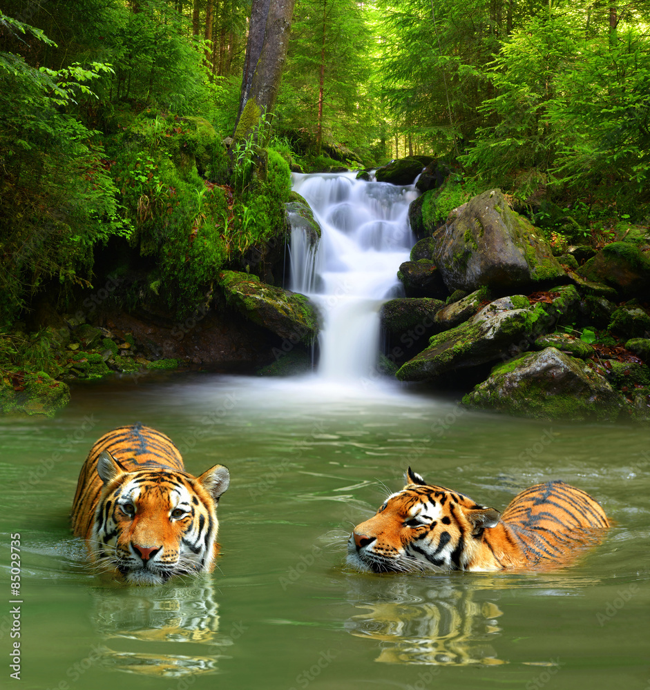Siberian Tigers in water  - obrazy, fototapety, plakaty 