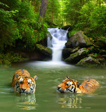 Siberian Tigers in water 