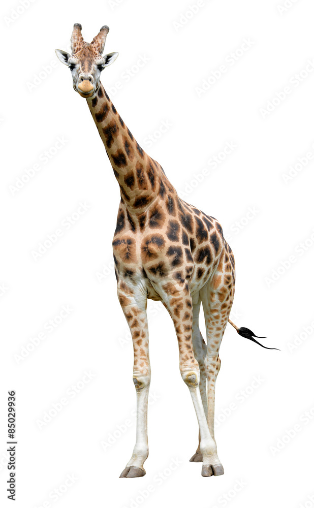 Naklejka premium giraffe isolated on white background