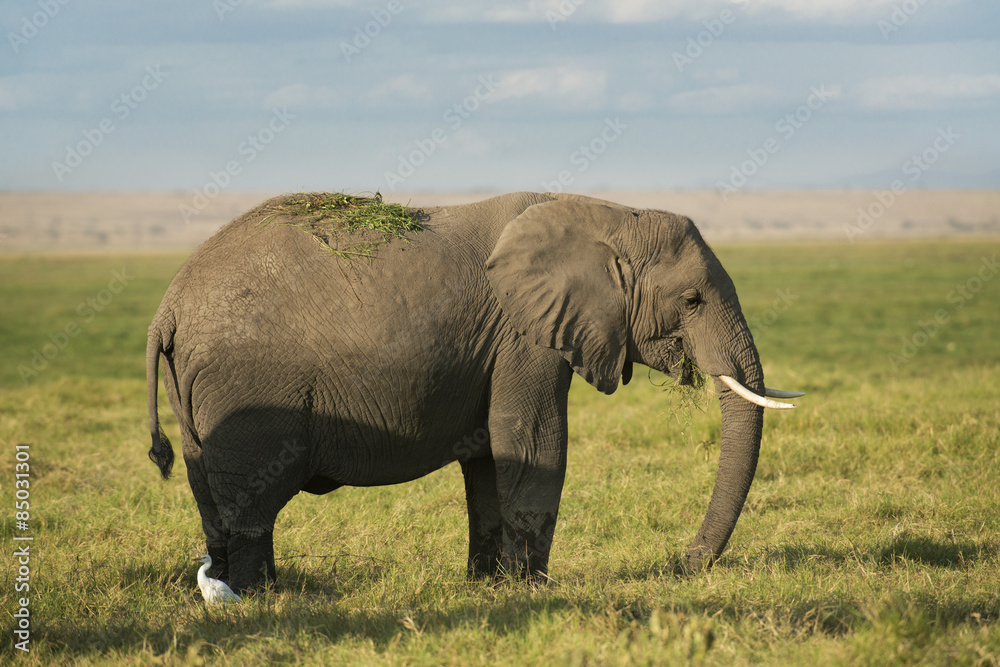 Obraz premium African Bush Elephant