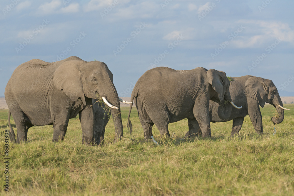 Obraz premium Land of elephants