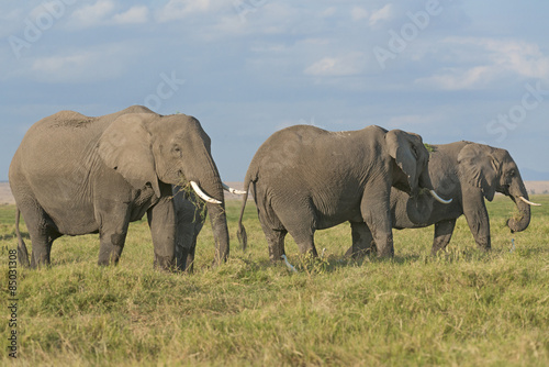 Land of elephants