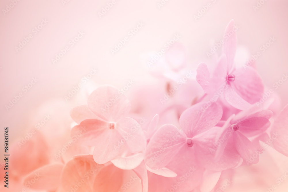 sweet color hydrangea in soft and blur style for background