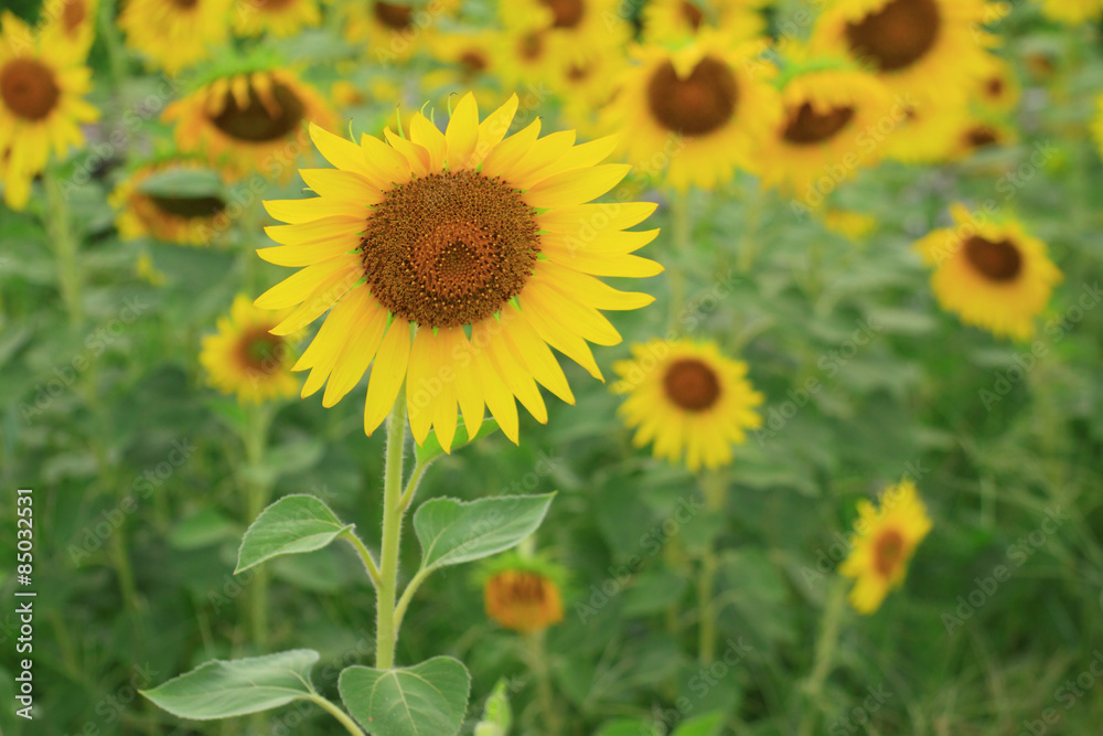 Sunflowers Sunflowers