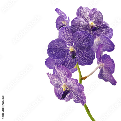 Fototapeta Naklejka Na Ścianę i Meble -  purple vanda orchid