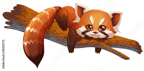 cute red panda