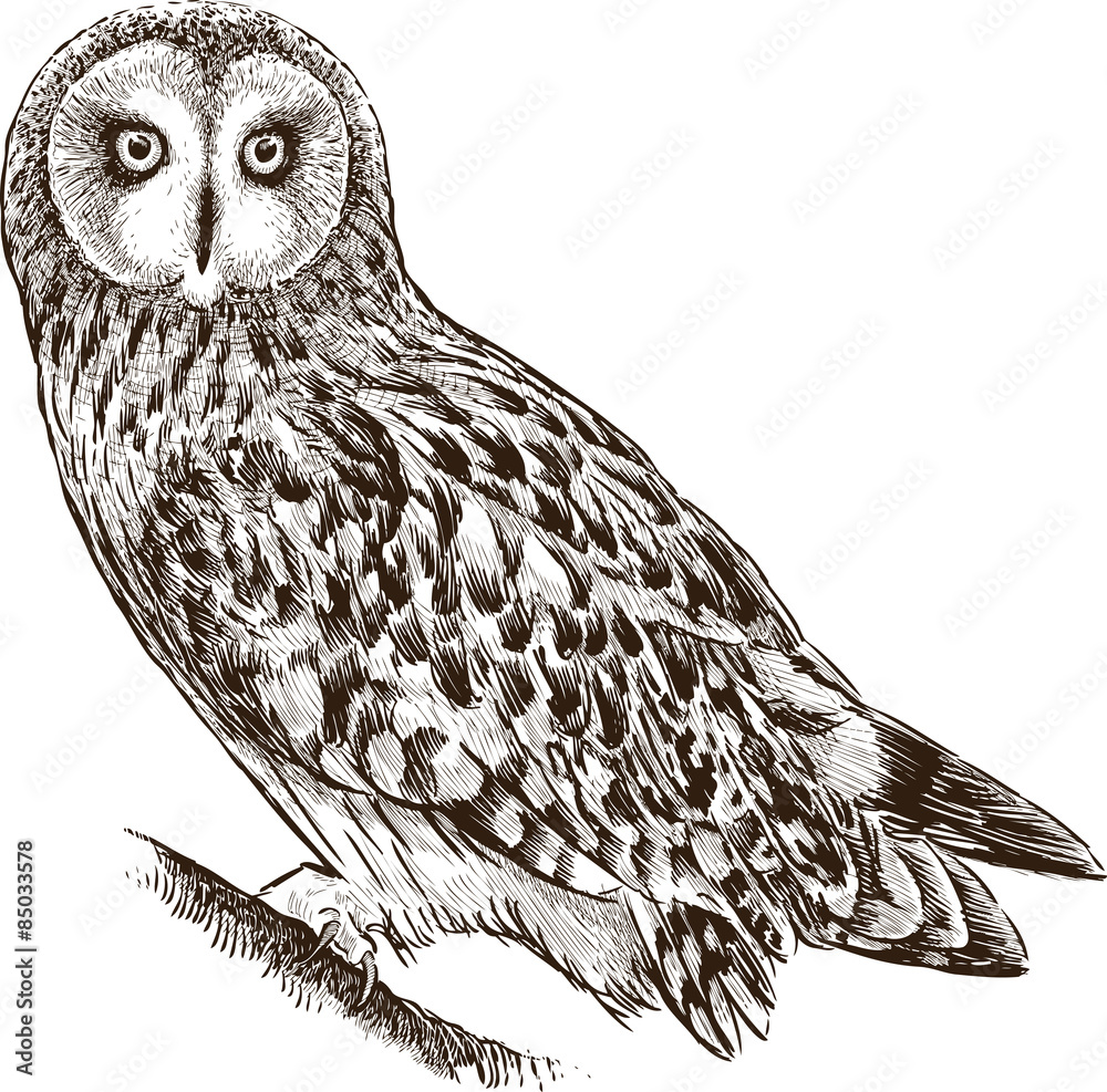 Obraz premium owl on a branch