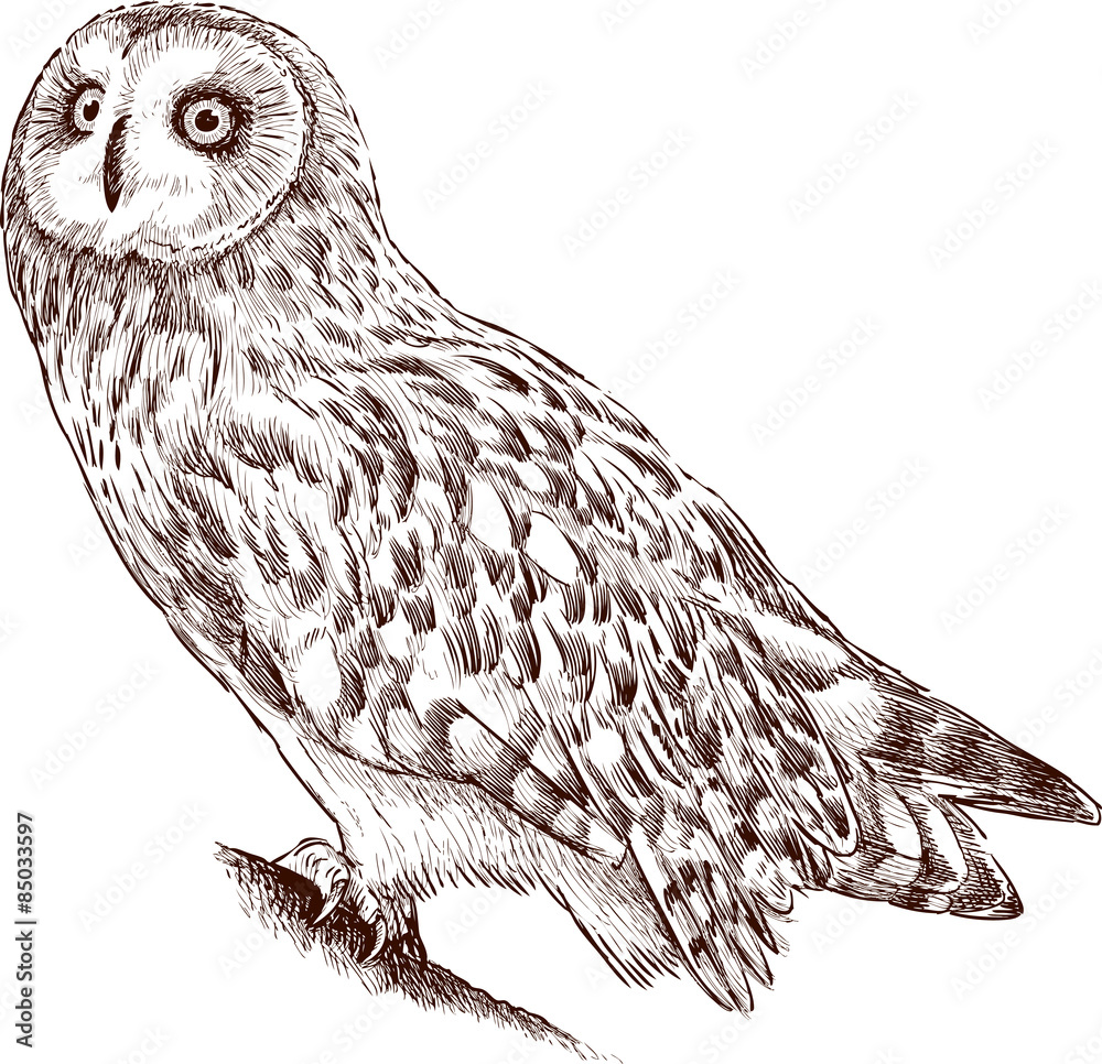 Fototapeta premium owl watching