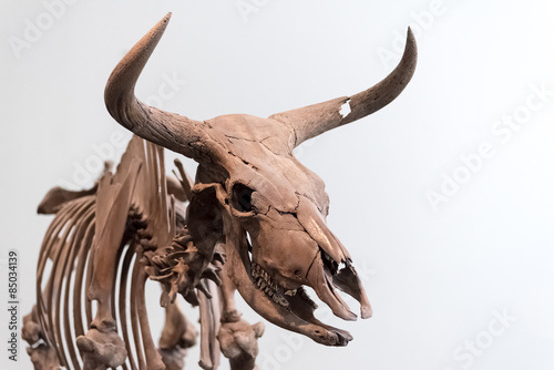 Fotótapéta Aurochs skeleton