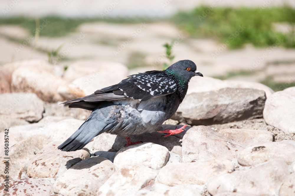 Obraz premium Rock Dove