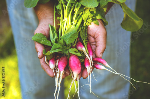 Radish in the hands of a farmer