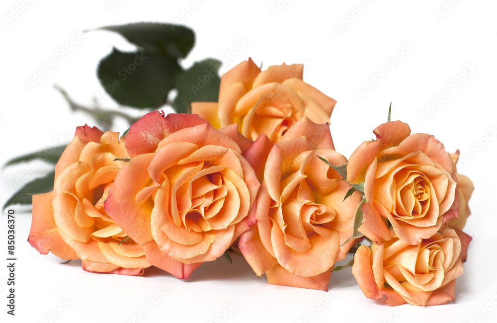 Tender tea roses on white background