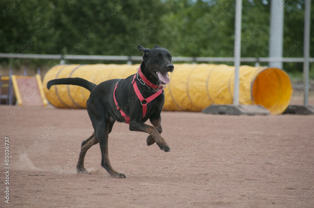 Hund beim rennen Hund beim rennen