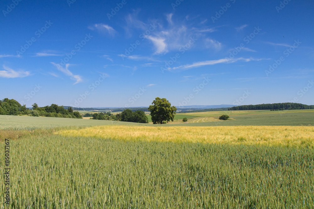 Hilly landscape with wheat fields under a blue sky