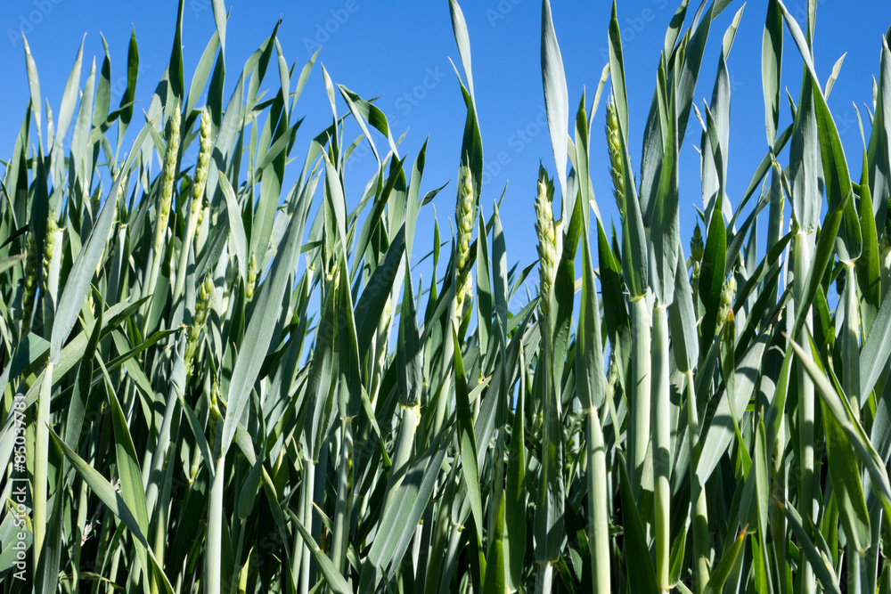 Obraz premium Wheat / Wheat in a field