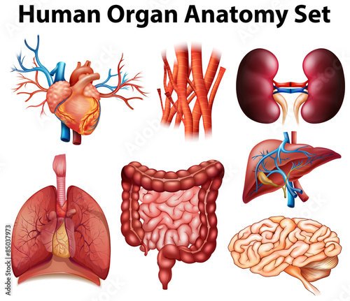 Anatomy