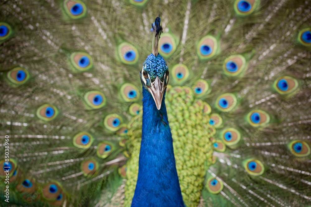 Obraz premium Portrait of beautiful peacock with feathers out
