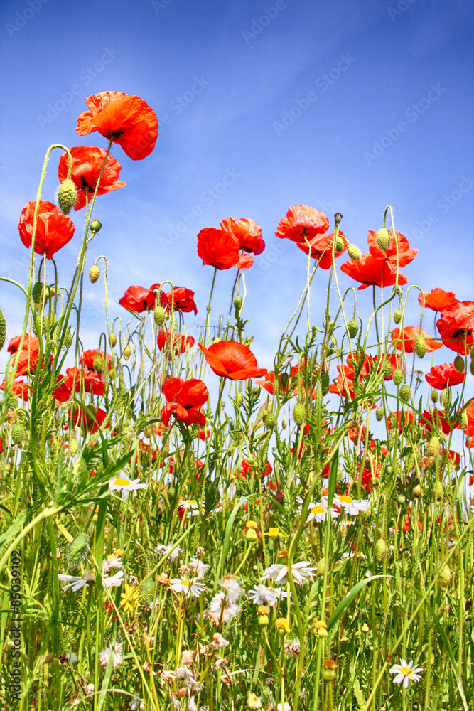 Obraz premium Mohnblumenfeld